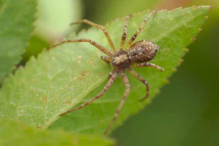 Philodromus cespitum
